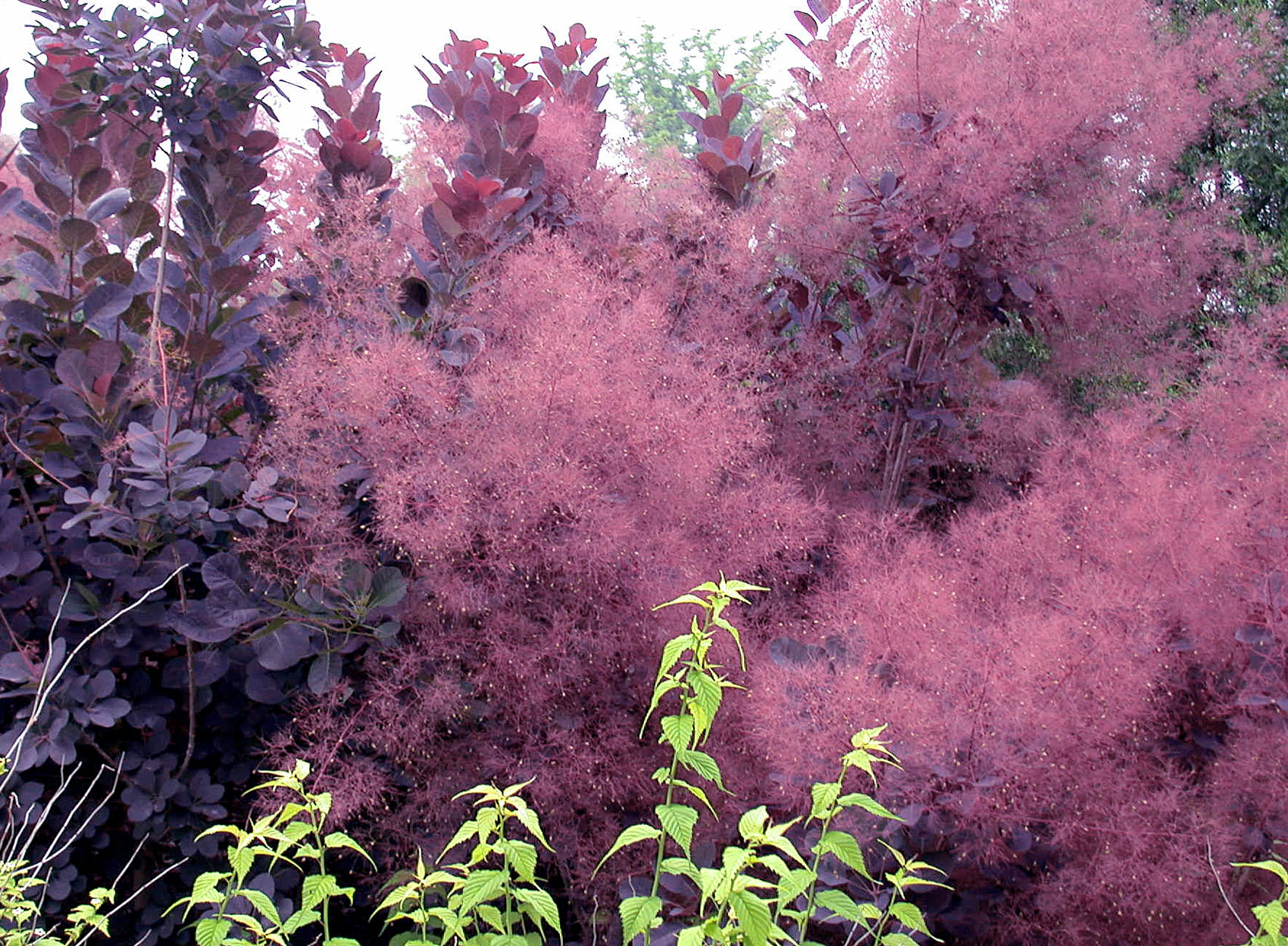How to grow Smoke Bush | Nature Bring