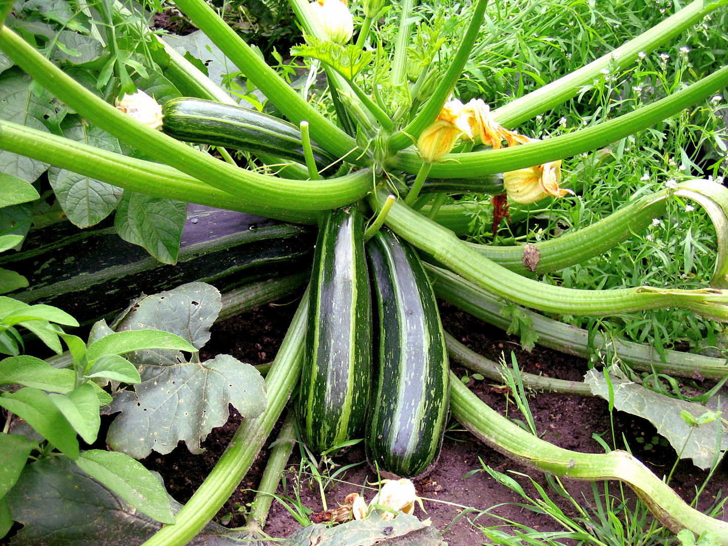 How to grow Zucchini in containers Growing Zucchini plant Naturebring