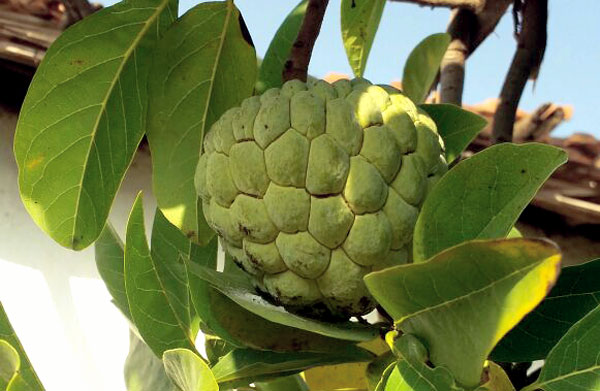 How to grow Custard apple in container | Growing Custard apple | Sugar apple