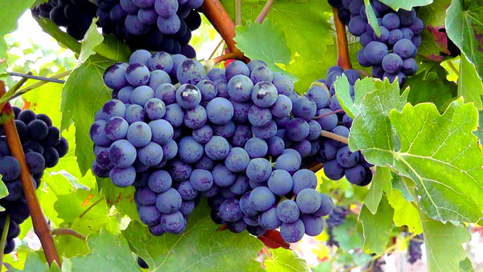 How to Grow Grapes | Growing grapes in containers | Grapevine care