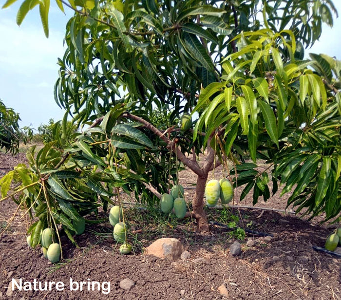 How to grow Mango tree | Growing Mango tree in pots | Mango plant care