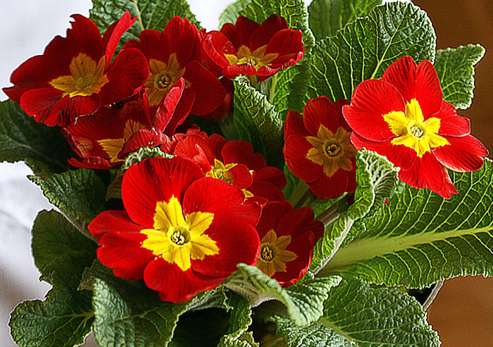 How to grow Primrose Flower | Growing Primrose from seed | Primulas care