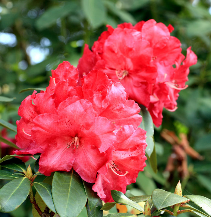 How to grow Rhododendron and azalea | Growing Rhododendron in pot