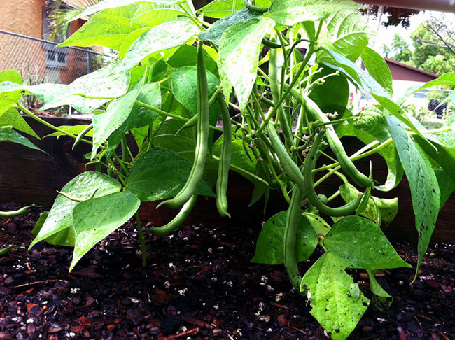 Growing French Beans | How to grow Green Beans in pot | Beans