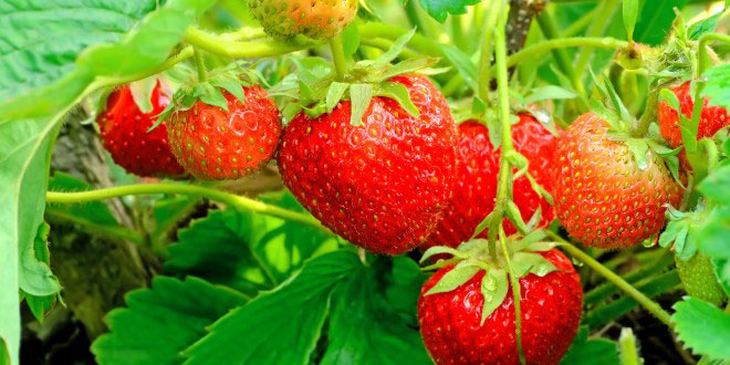 Growing Strawberries in containers | How to grow Strawberry