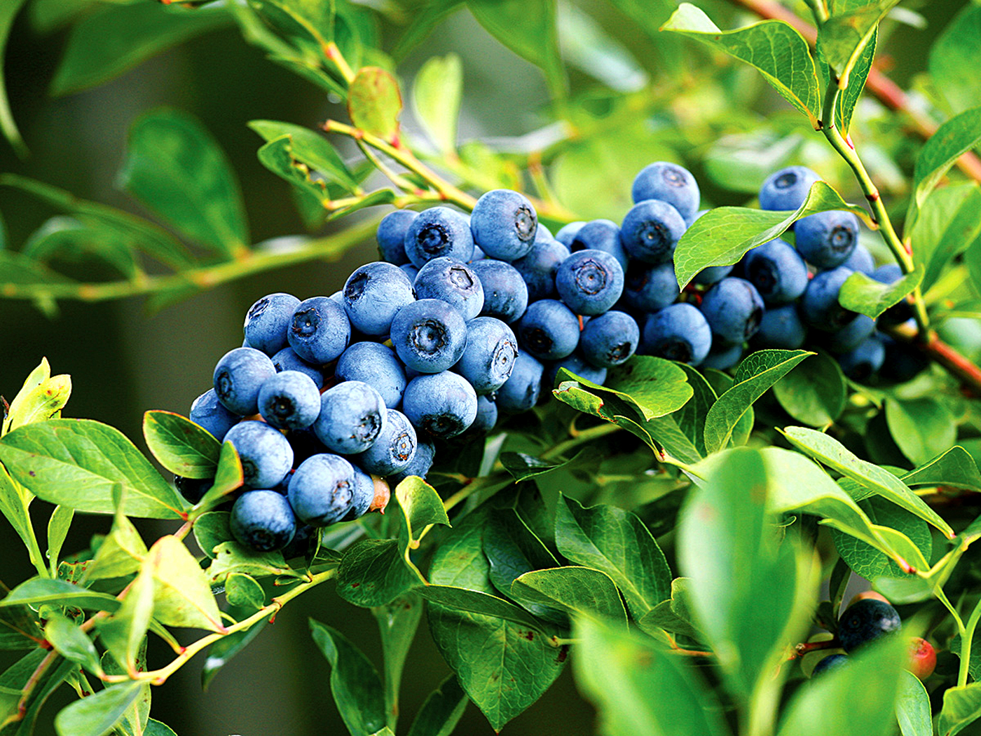 Download Blueberries PNG Image For Free