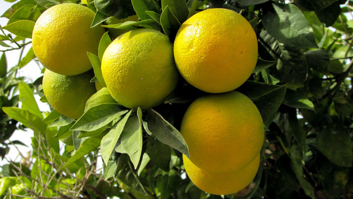 How to Grow Lemon tree in pots | Growing Meyer Lemon