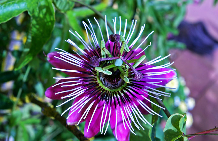 Growing Passion flower | How to grow Passion flower in a container | Passiflora