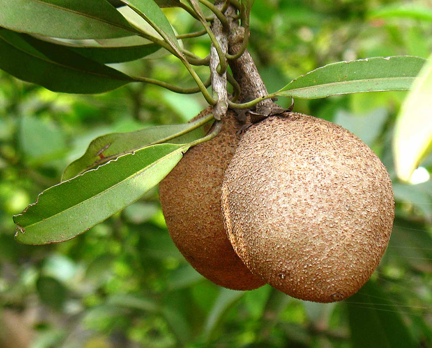 Growing Sapodilla tree in a container | How to grow Sapodilla tree | Chikoo