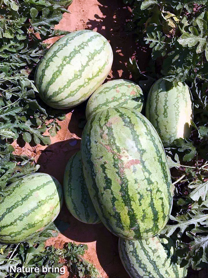 How to grow Watermelon | Growing Watermelon plant