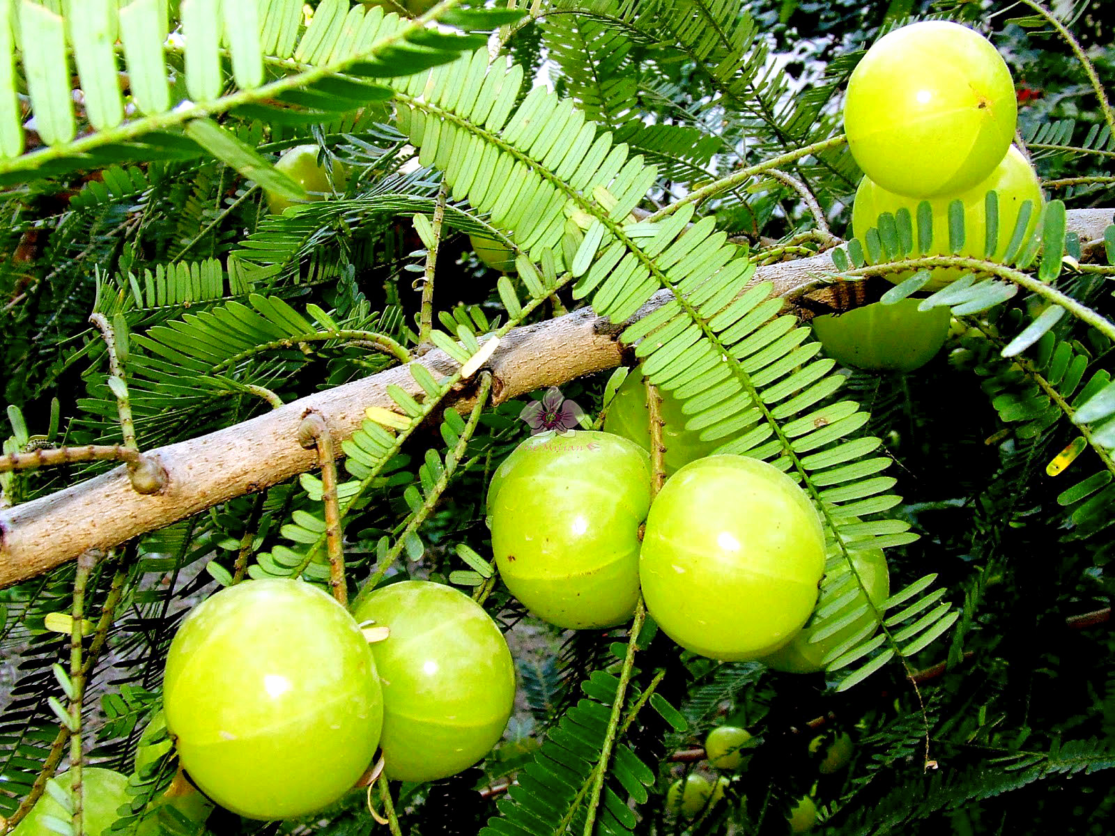 Growing Indian gooseberry tree in a container | How to grow Amla from seed