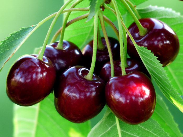 Growing Cherry plant in containers | How to Grow cherry plant