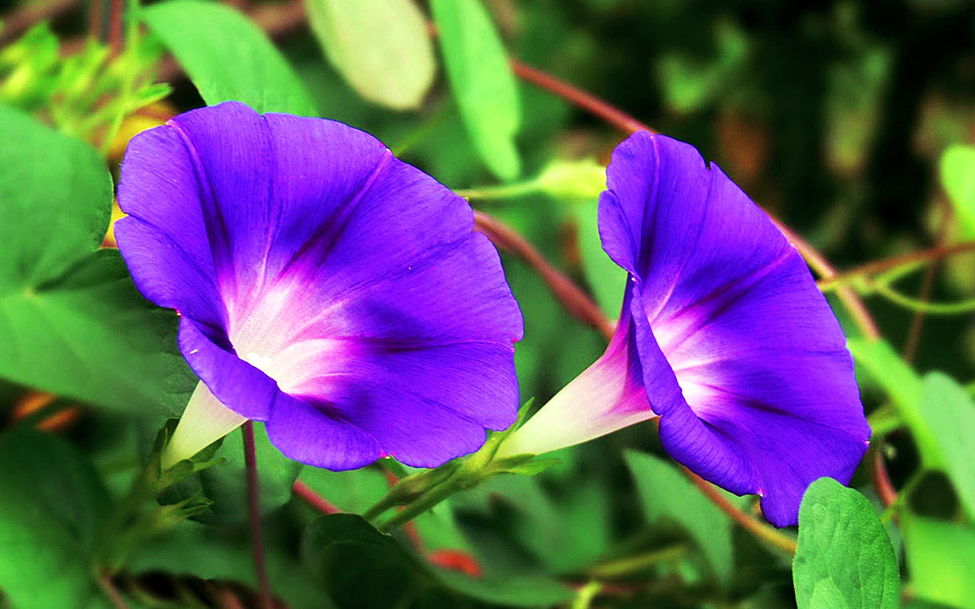 How to grow Morning glory | Growing morning glory in a container