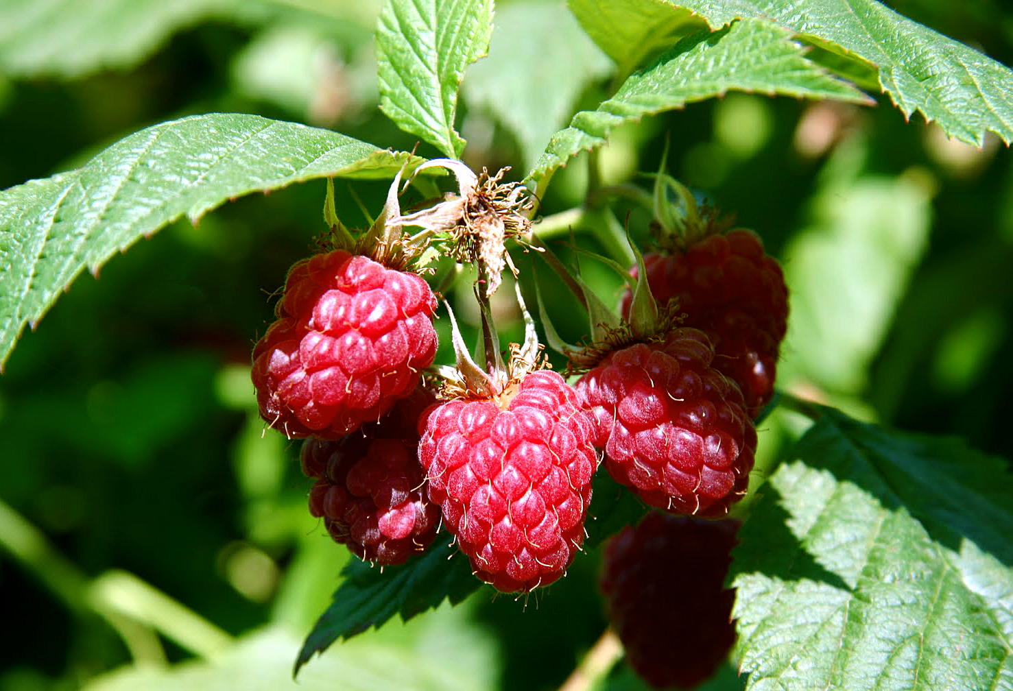 Growing Raspberry in container | How to grow raspberry plant