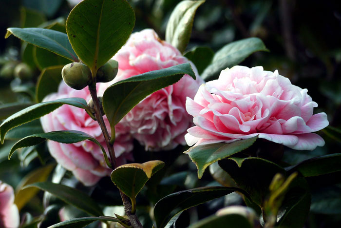 How to Grow Camellia | Growing Camellia plant in a container
