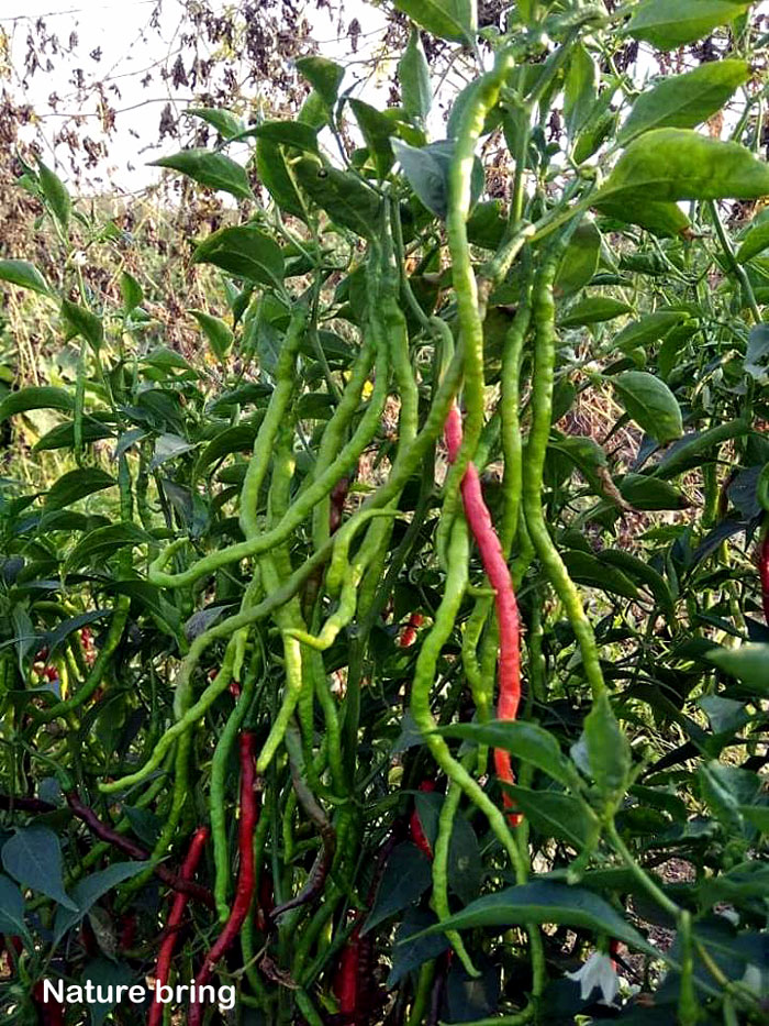 Growing Chili pepper | Hot Pepper in container | Chilli plant