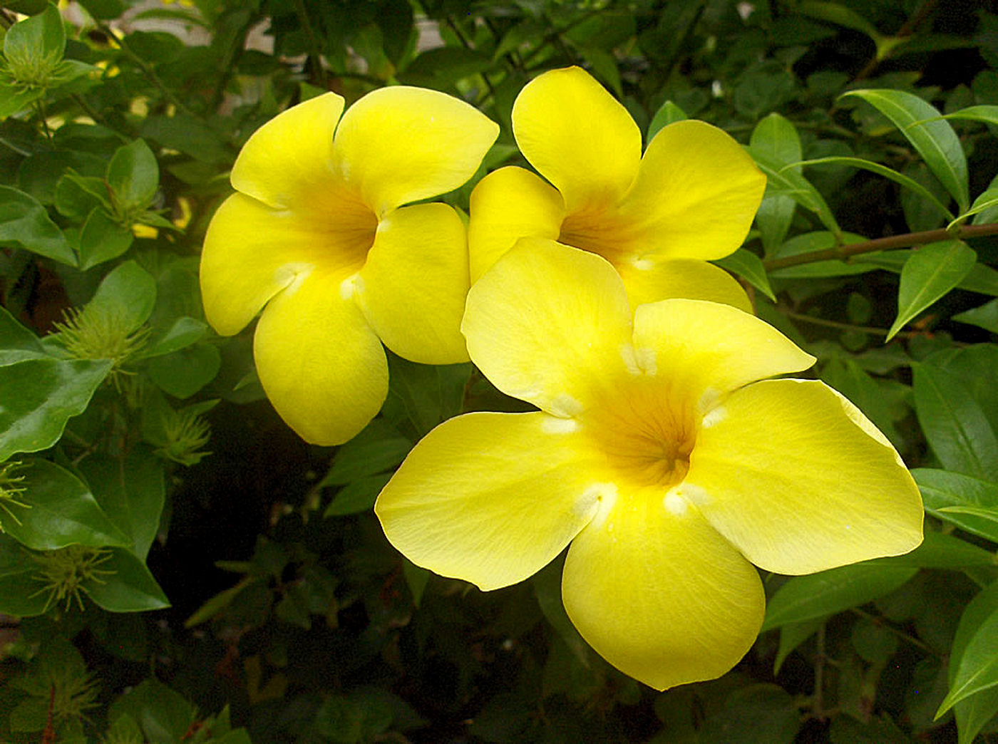 Allamanda cathartica | Growing Golden Trumpet vine