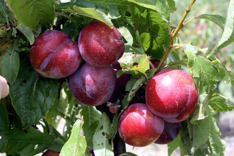 How to grow Plum Tree in containers | Growing Plums | Prunus - Naturebring