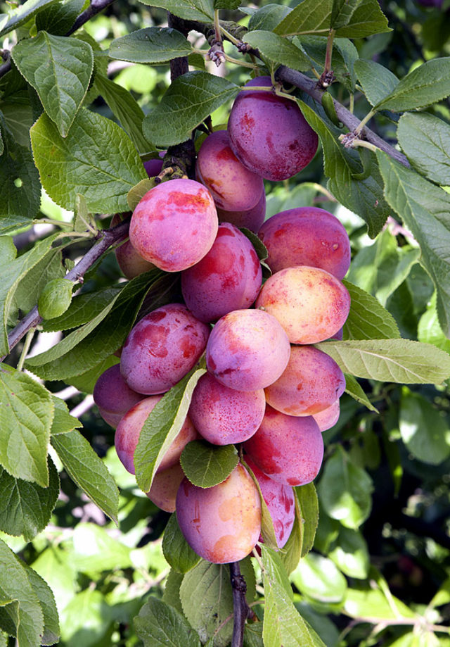 How to grow Plum Tree in containers Growing Plums Prunus Naturebring
