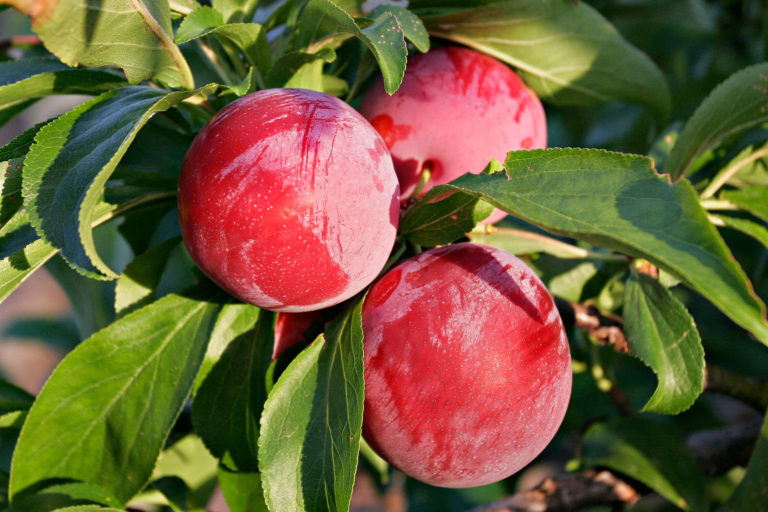 How to grow Plum Tree in containers | Growing Plums | Prunus - Naturebring