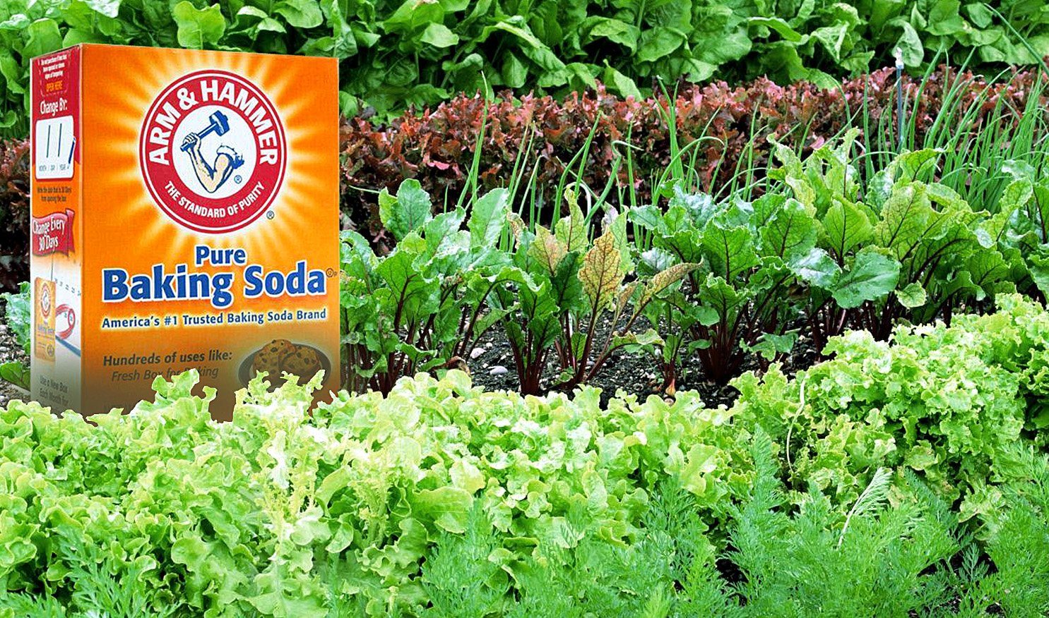 10 ways to use Baking Soda in gardens | Using Baking Soda for plants