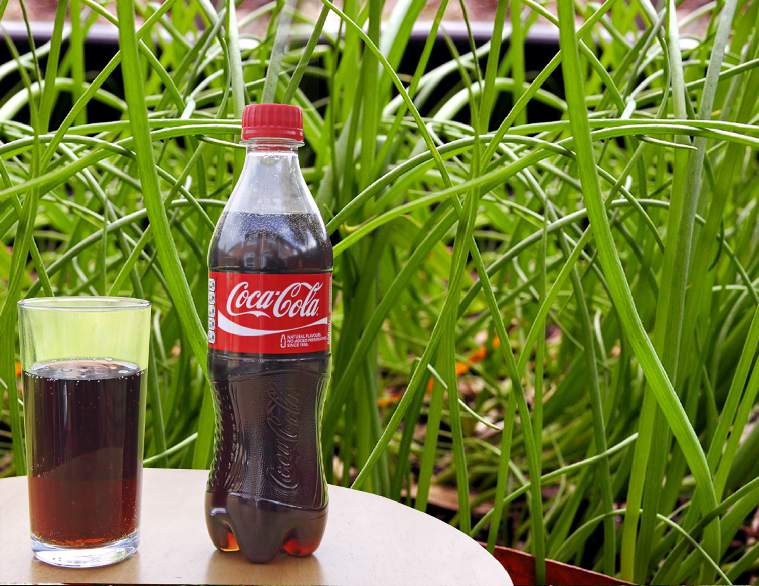 Coca Cola in the garden | Uses Coca Cola in garden General tips