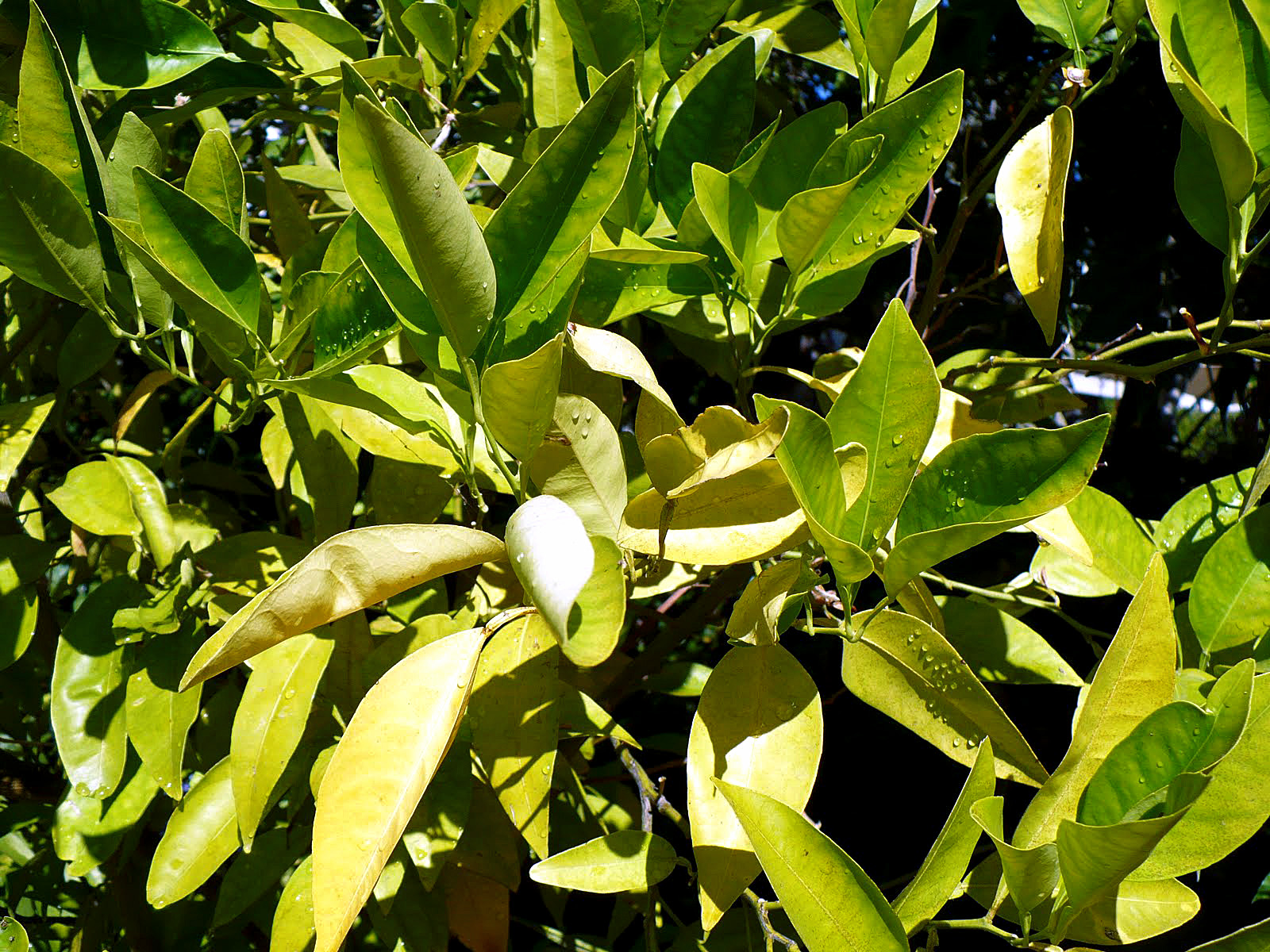8 Reasons your plant leaves turning yellow | why leaves turning yellow