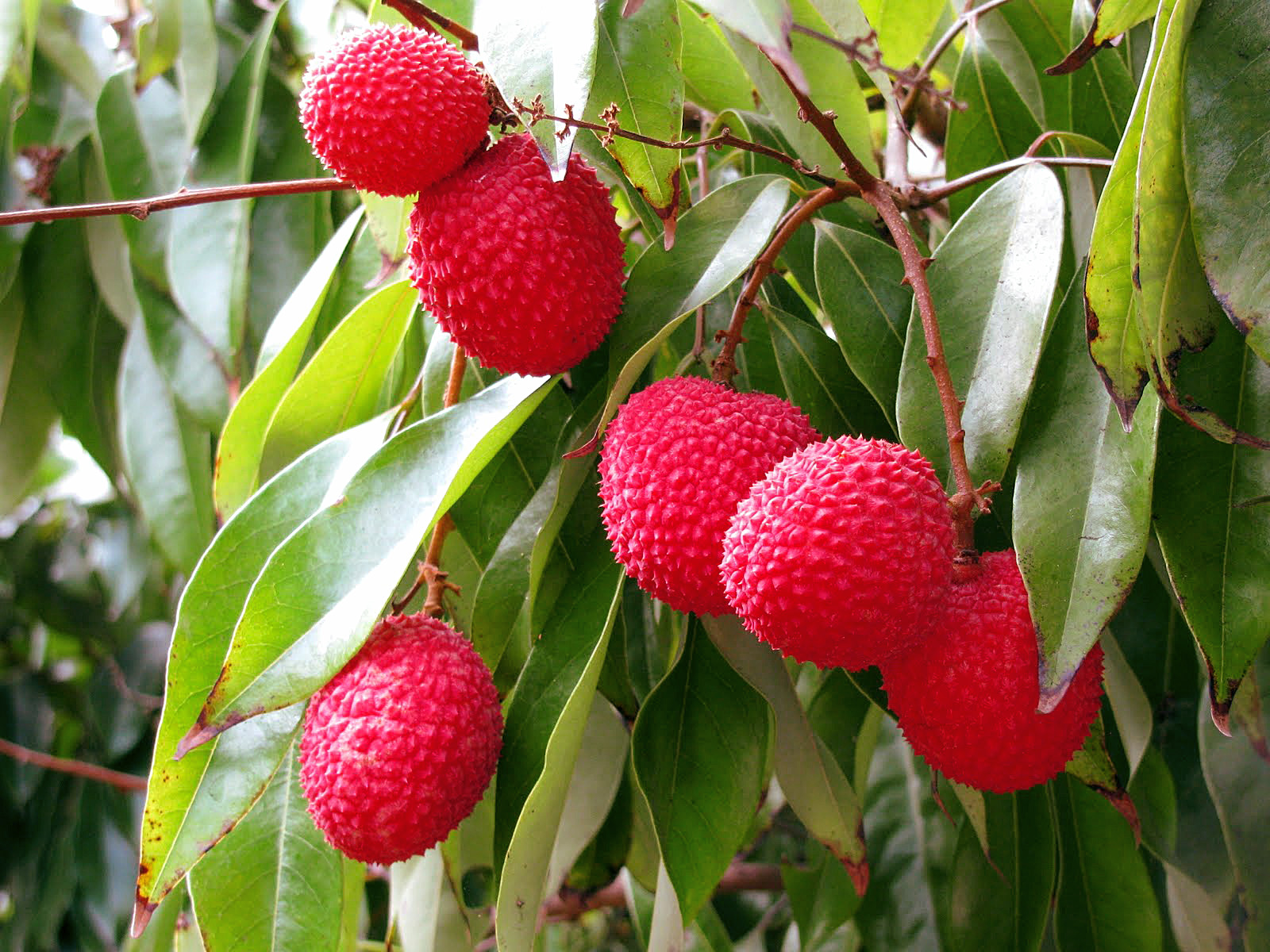 How to Grow Litchi Tree in container | Growing Litchi | Lychee Care