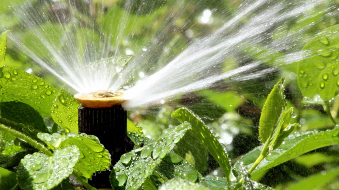 How to water plants | Watering tips for Garden Plants
