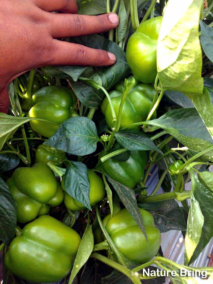 How to grow Bell Peppers in containers | Growing Bell Peppers | Sweet peppers