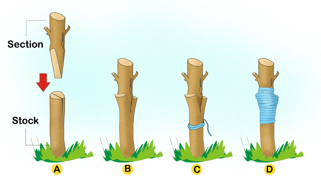 Easy tips of Grafting step by step.
