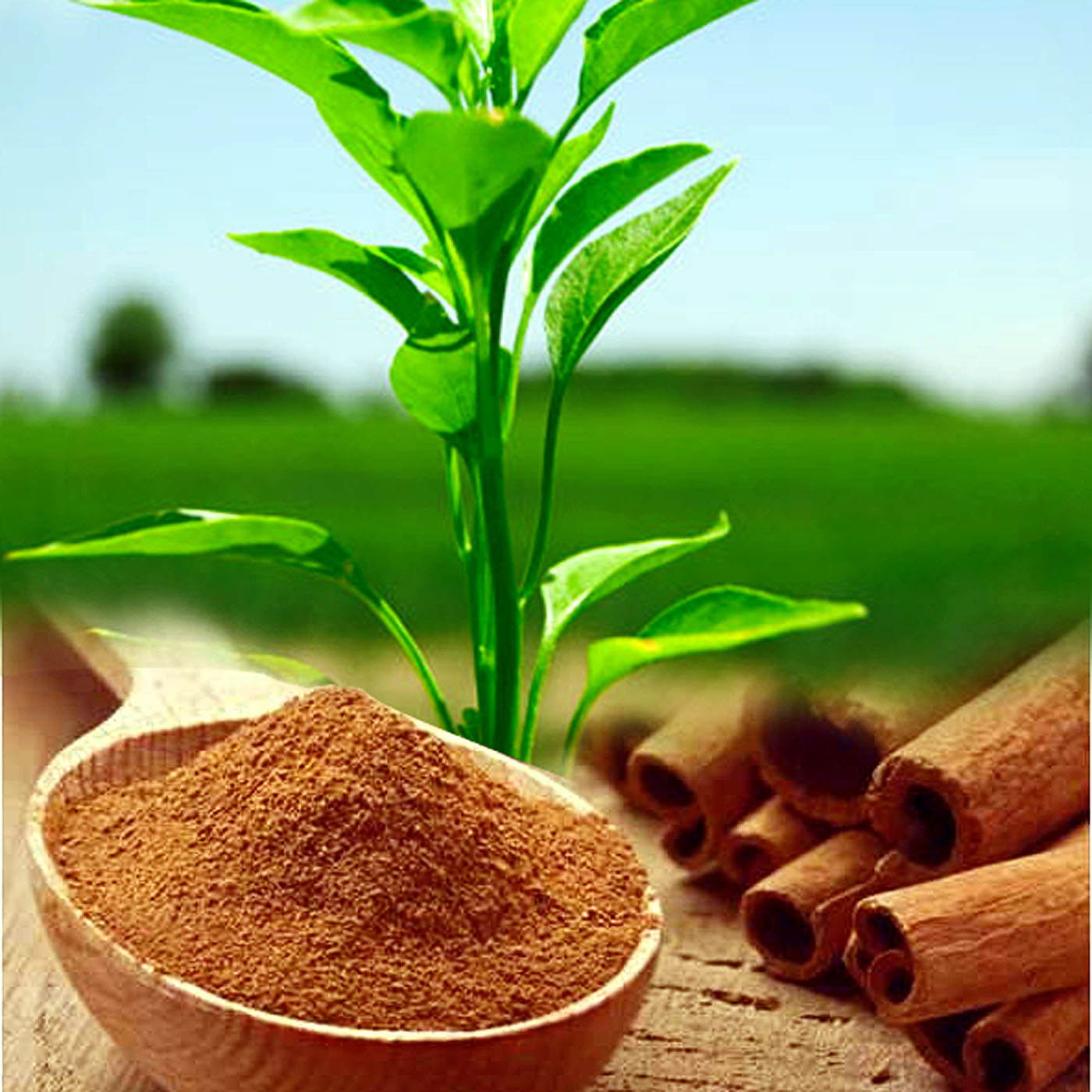 7 Surprising ways to use Cinnamon in the garden | Garden benefits of Cinnamon