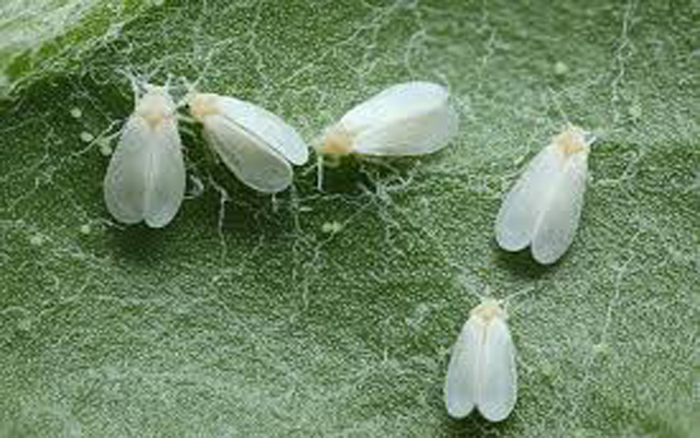 How to get rid Whitefly an organic way | Organic control of Whiteflies