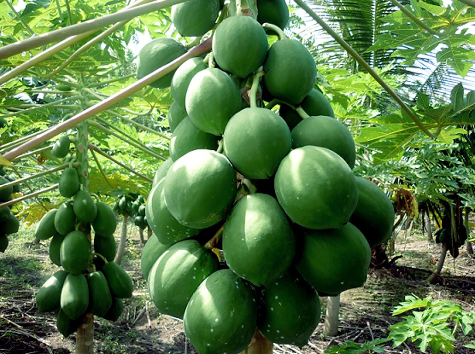 Growing papaya tree | How to grow Papaya in a container | Dwarf Papaya plant