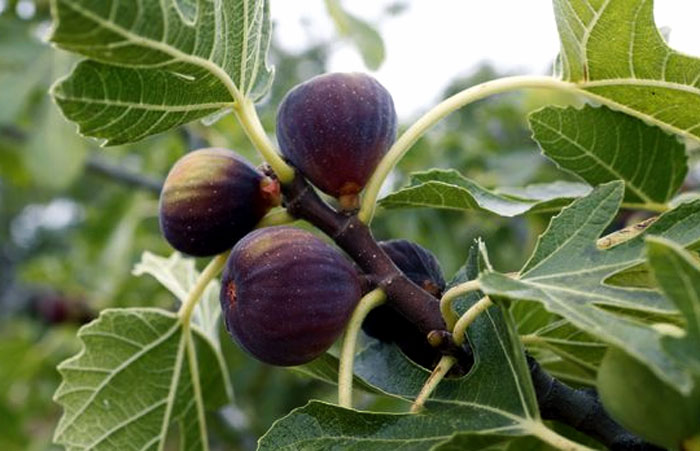 How to grow Fig trees in pot | Growing Fig | Figs care