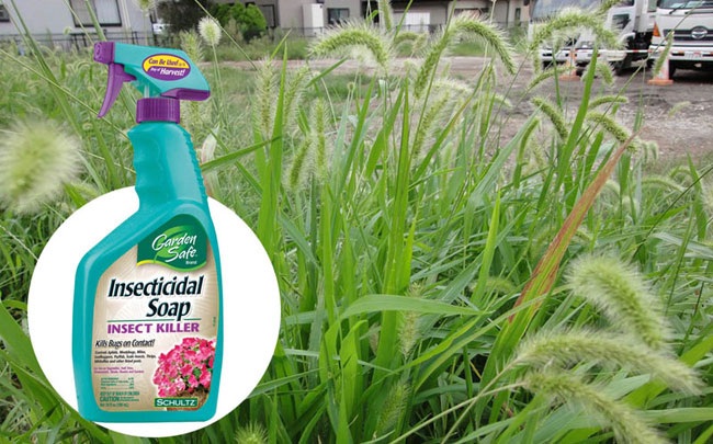 Homemade Herbicides | Natural weeds killer