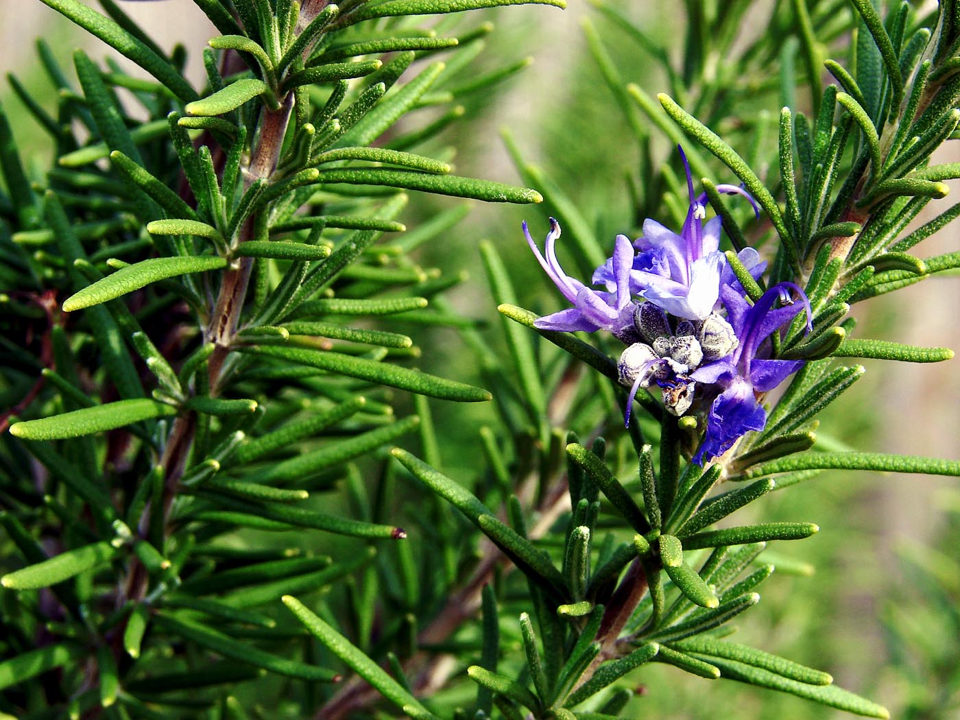 How to grow Rosemary | Growing Rosemary in containers | Rosemary care