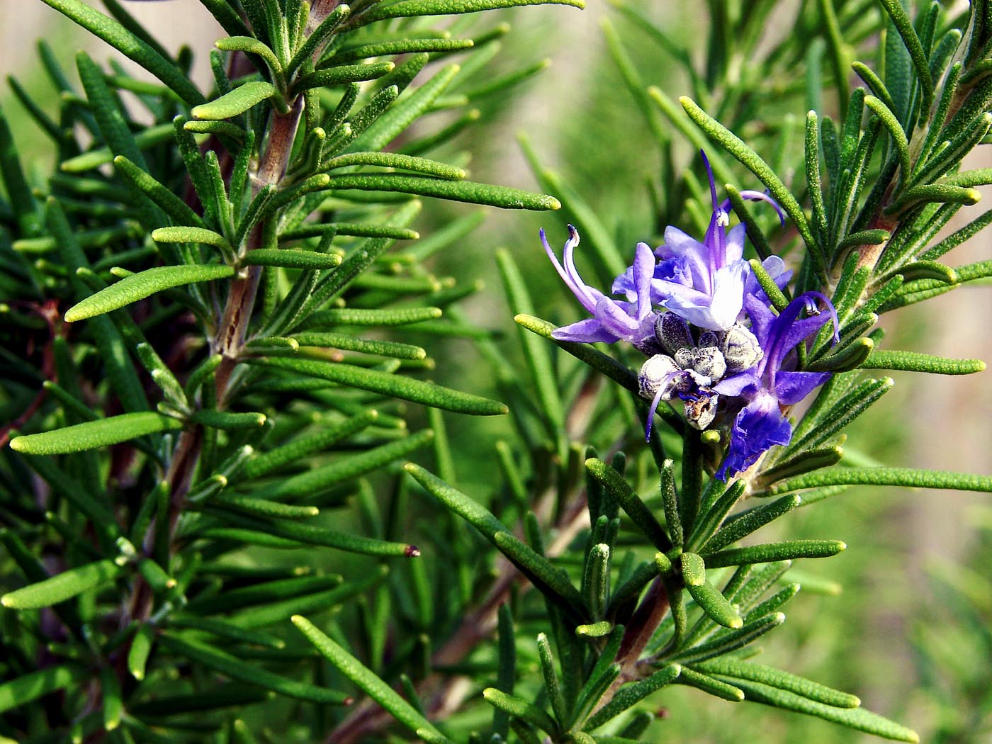 How To Grow Rosemary Growing Rosemary Plant In Containers Rosemary How To Grow Rosemary Growing Rosemary Plant In Containers Rosemary