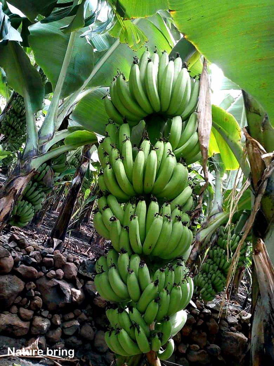 Growing banana tree in containers | How to grow Banana plant | Musa