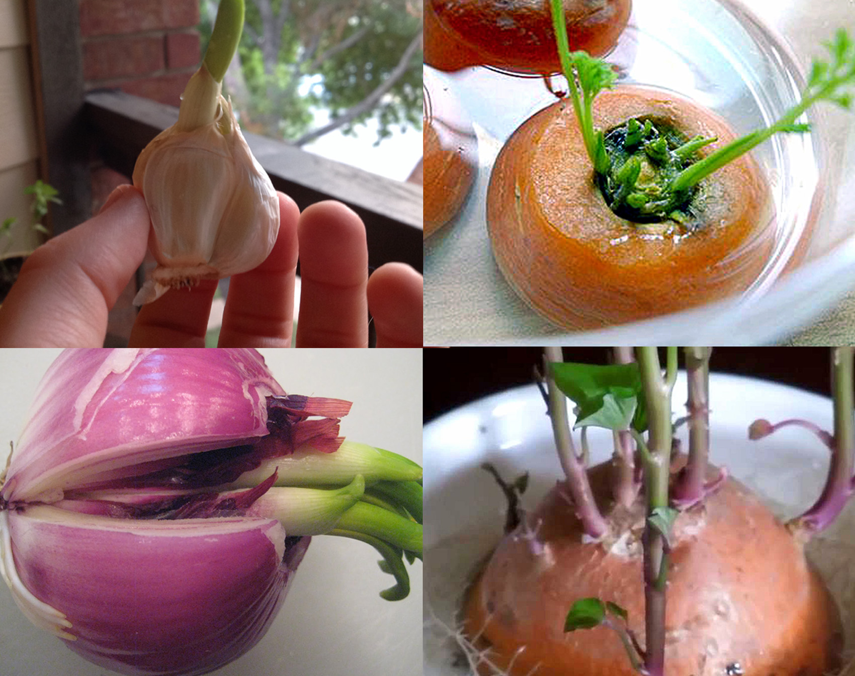 10 Vegetables can be Re grow again | Food Scraps Growing