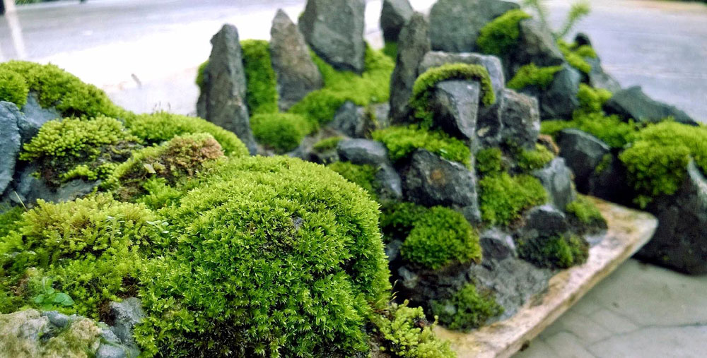 How to grow Moss | How to get mosses in the garden?