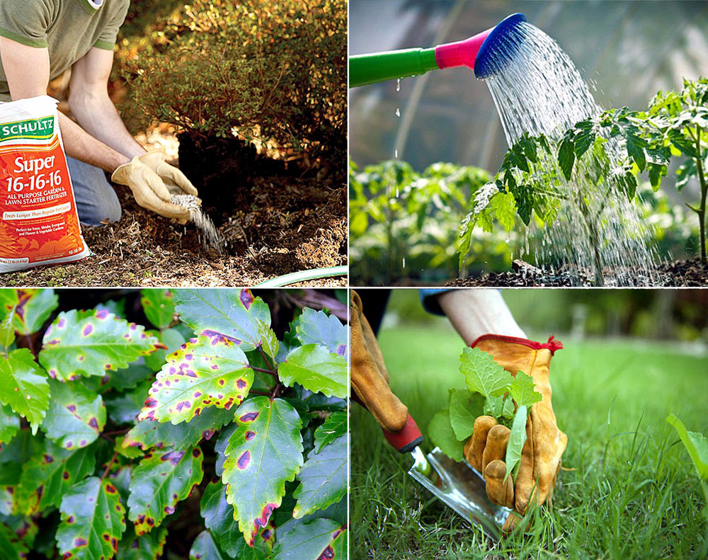 10 ways you prevent the Plant diseases | How to control Plant diseases