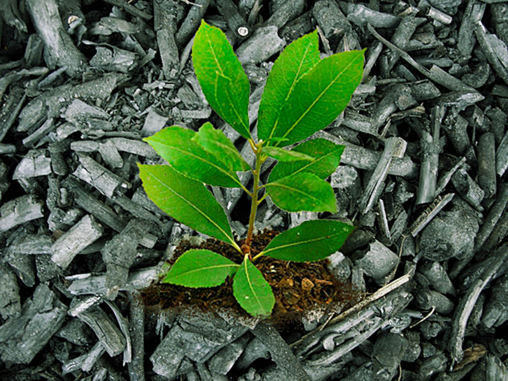 How to use Biochar in the garden | Improve your garden soil