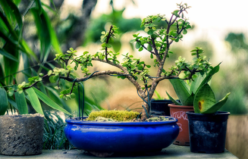 How to grow Bonsai tree | How to make your Bonsai plant