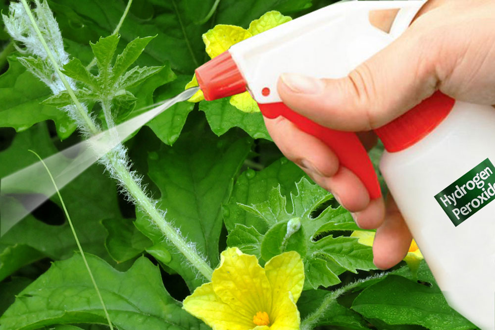 How to use Hydrogen Peroxide in the garden | Hydrogen Peroxide