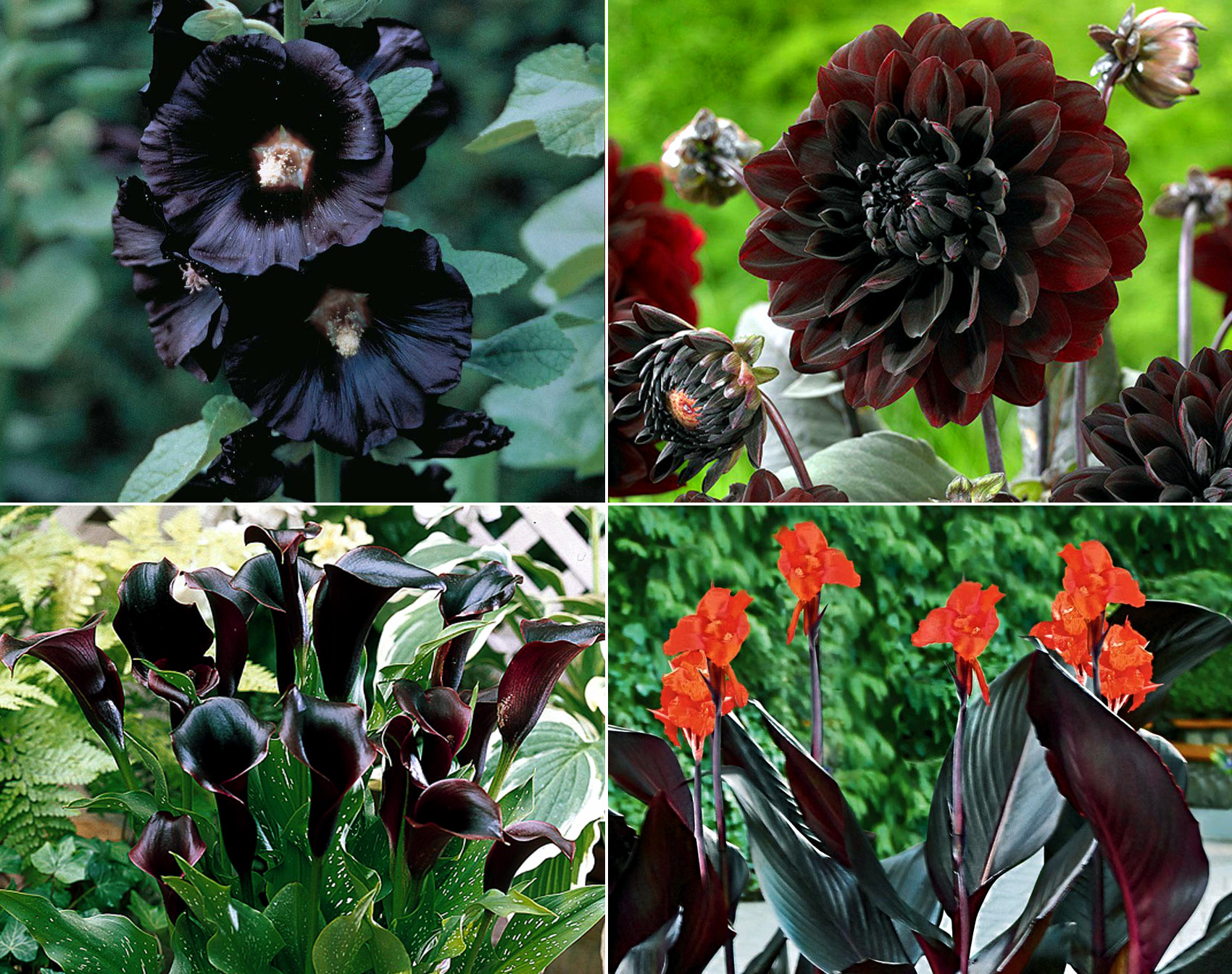 9 Dark Dramatic flowers | Black flowers | Dramatic plants