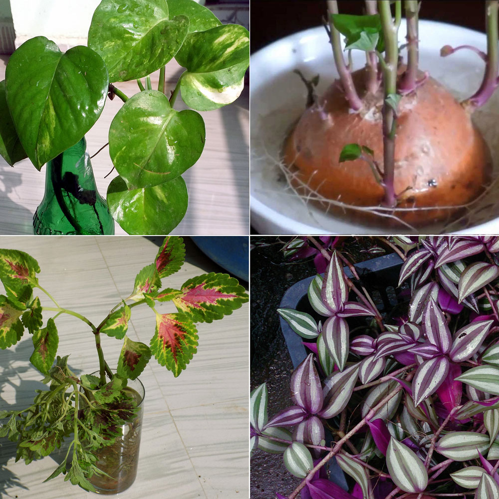 Best Indoor plants