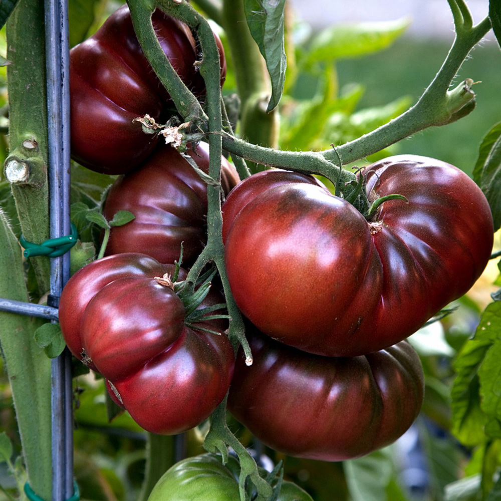 Growing Heirloom Tomato plant |  How to grow Heirloom Tomatoes