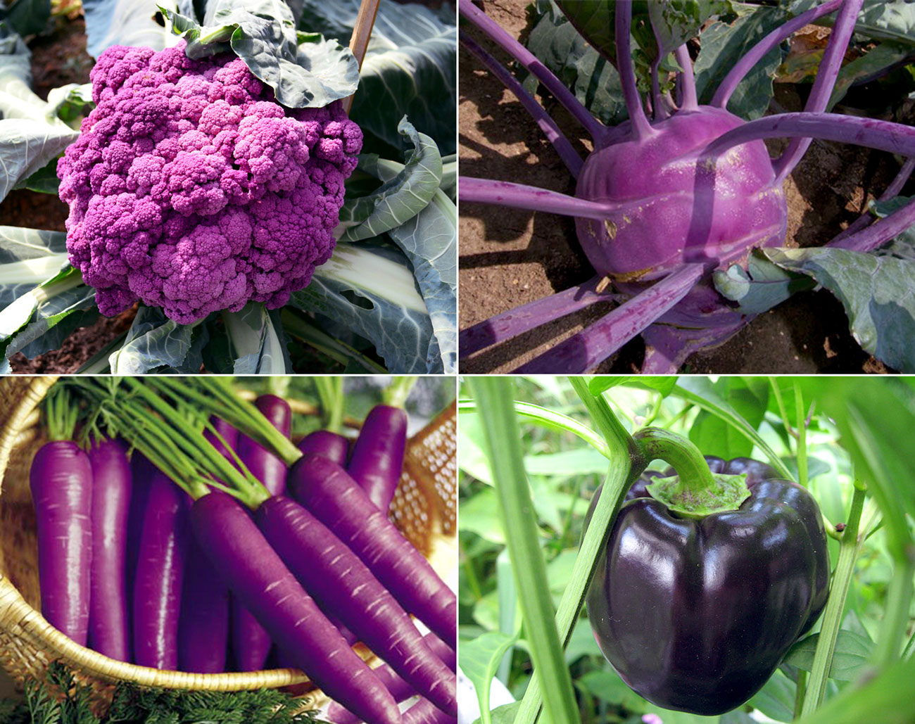 Colorful vegetables | 7 easy growing purple vegetables