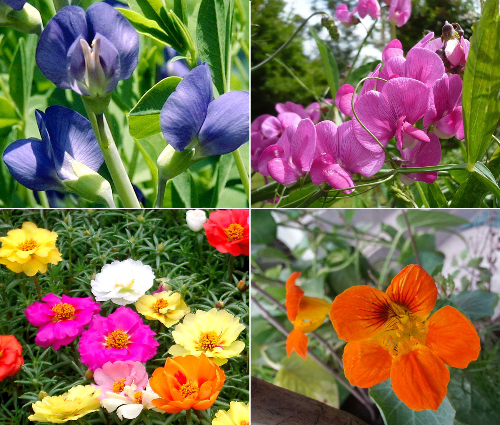 Annual flowers | Self-Seeding make your garden beautiful